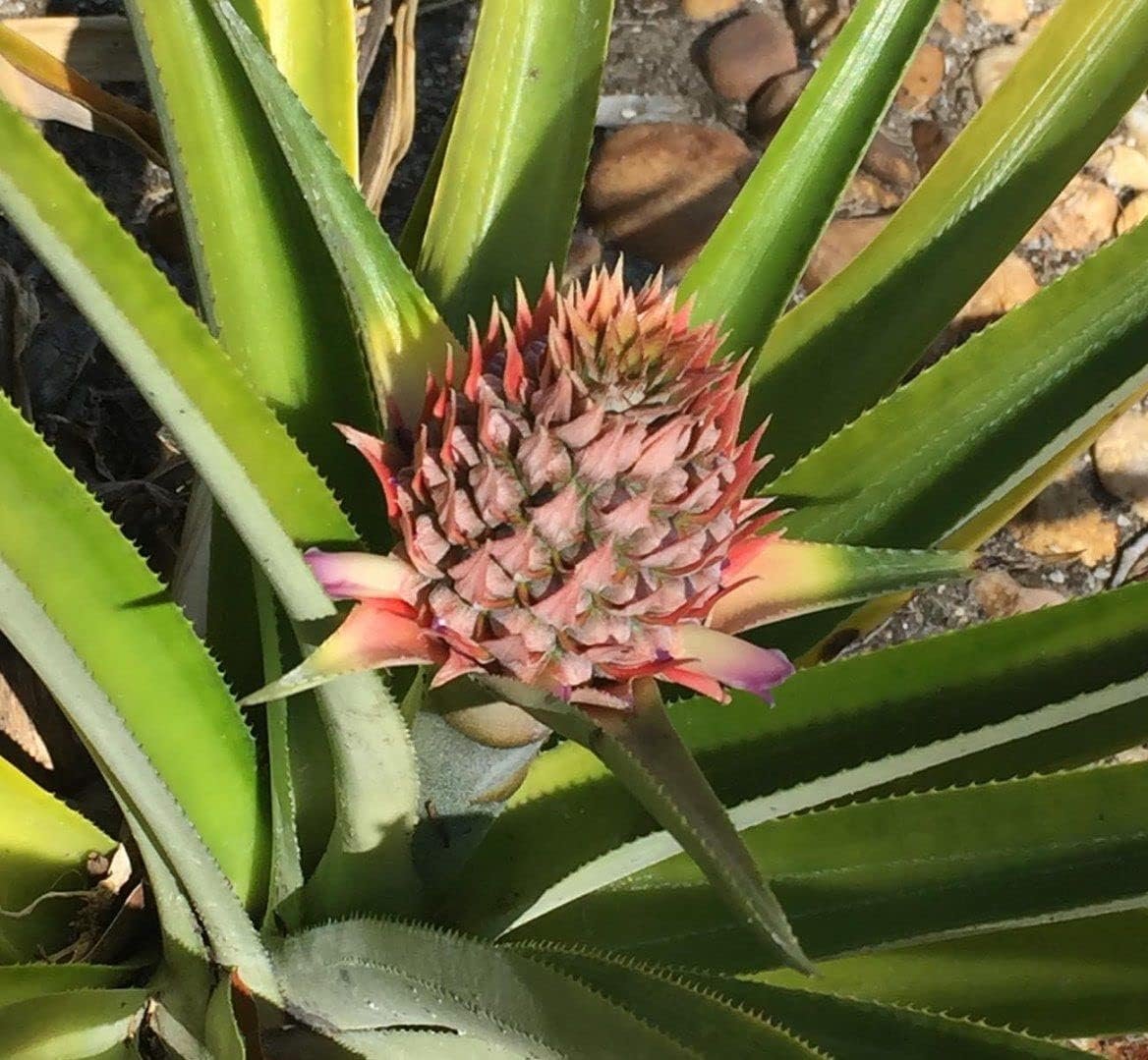 3 Live Starter Pineapple Plants V9673