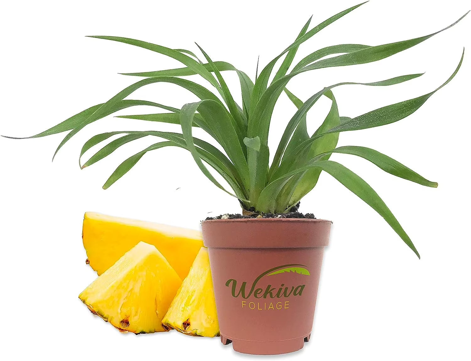 3 Live Starter Pineapple Plants V9673
