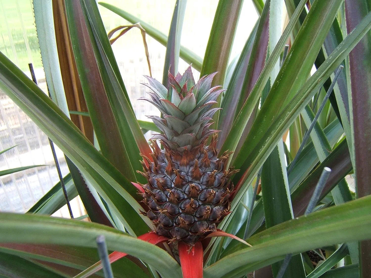 3 Live Starter Pineapple Plants V9673