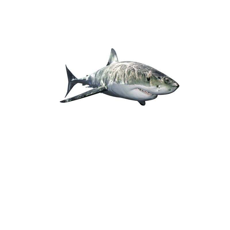 Great White Shark Wall Decal F758