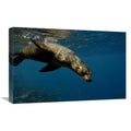 16 x 24 in. Galapagos Sea Lion Swimming Art Print Z94791