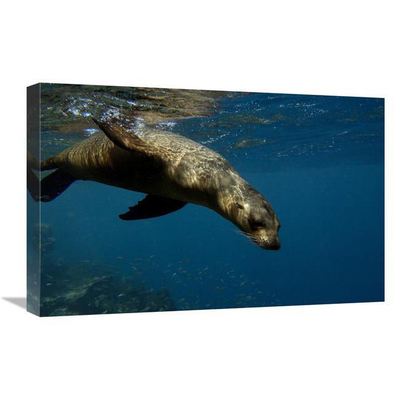 16 x 24 in. Galapagos Sea Lion Swimming Art Print Z94791