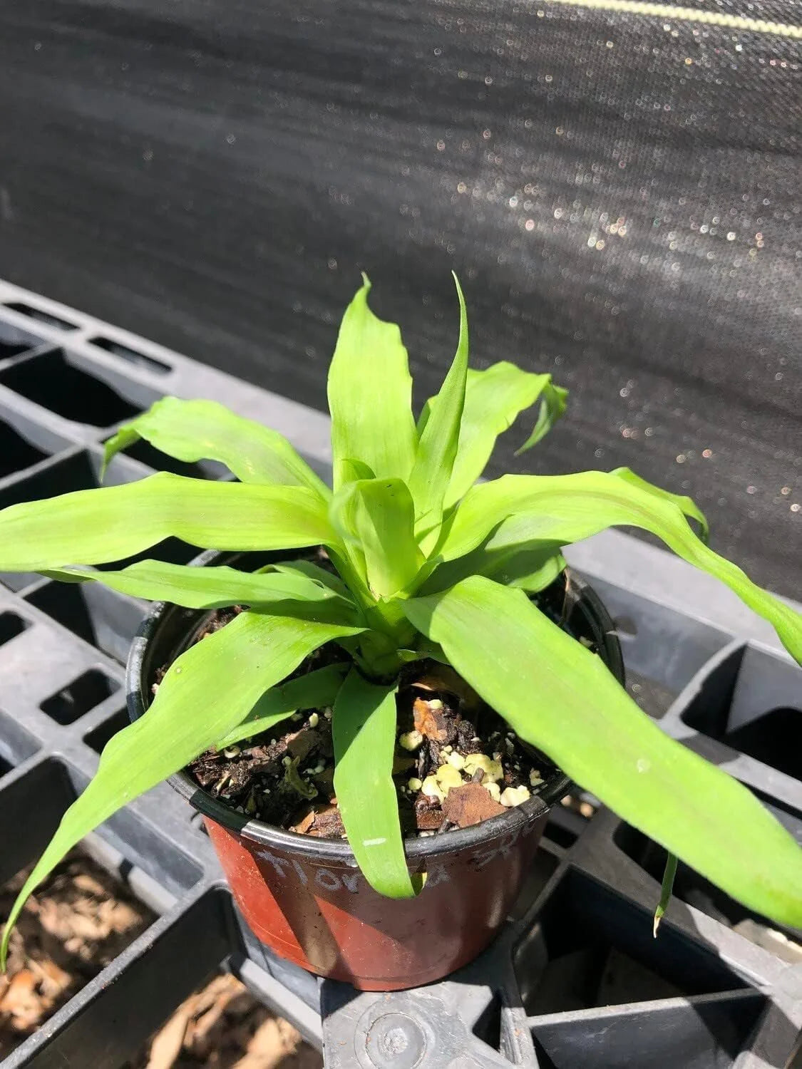 3 Live Starter Pineapple Plants V9673